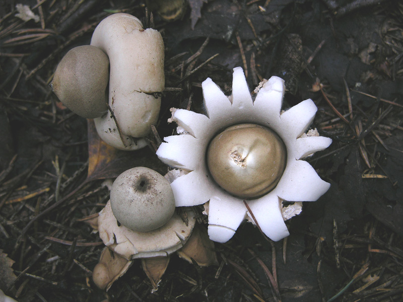 Geastrum fimbriatum